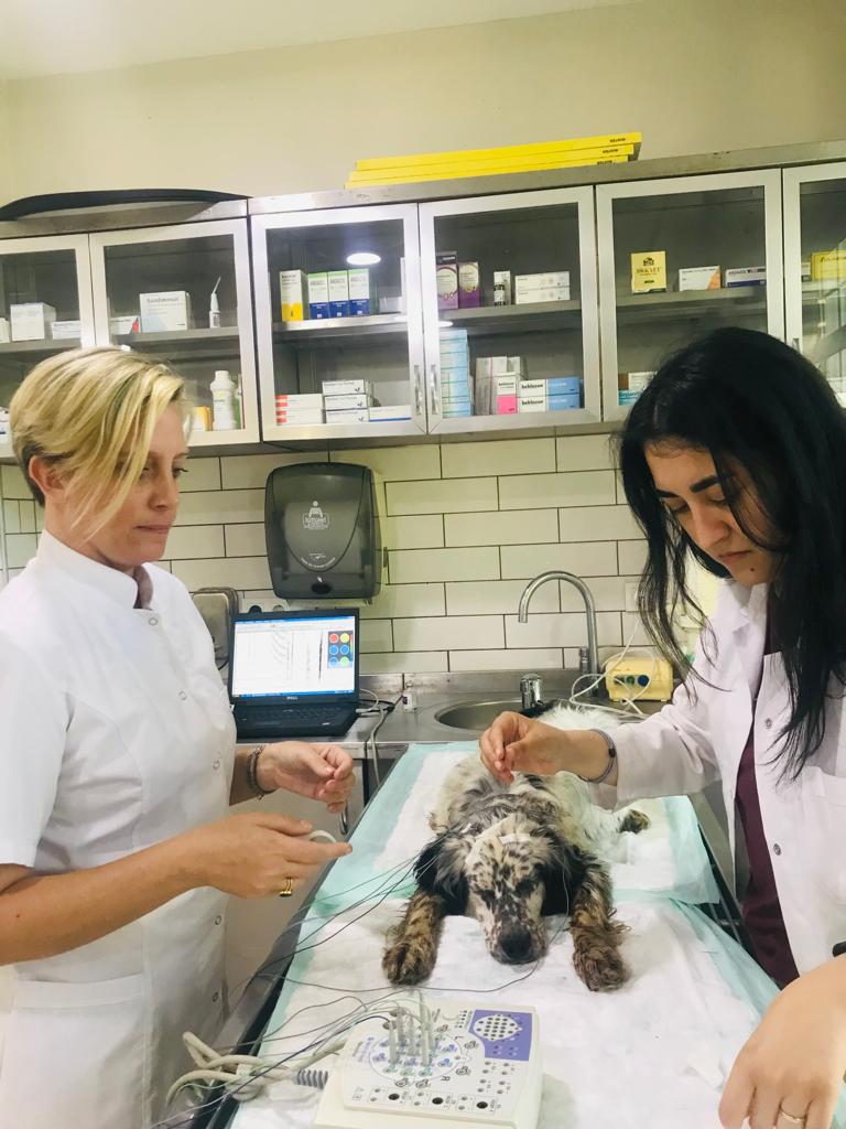 İSTANBUL ÜNİVERSİTESİ CERRAHPAŞA HAYVAN HASTANESİ İSTANBUL