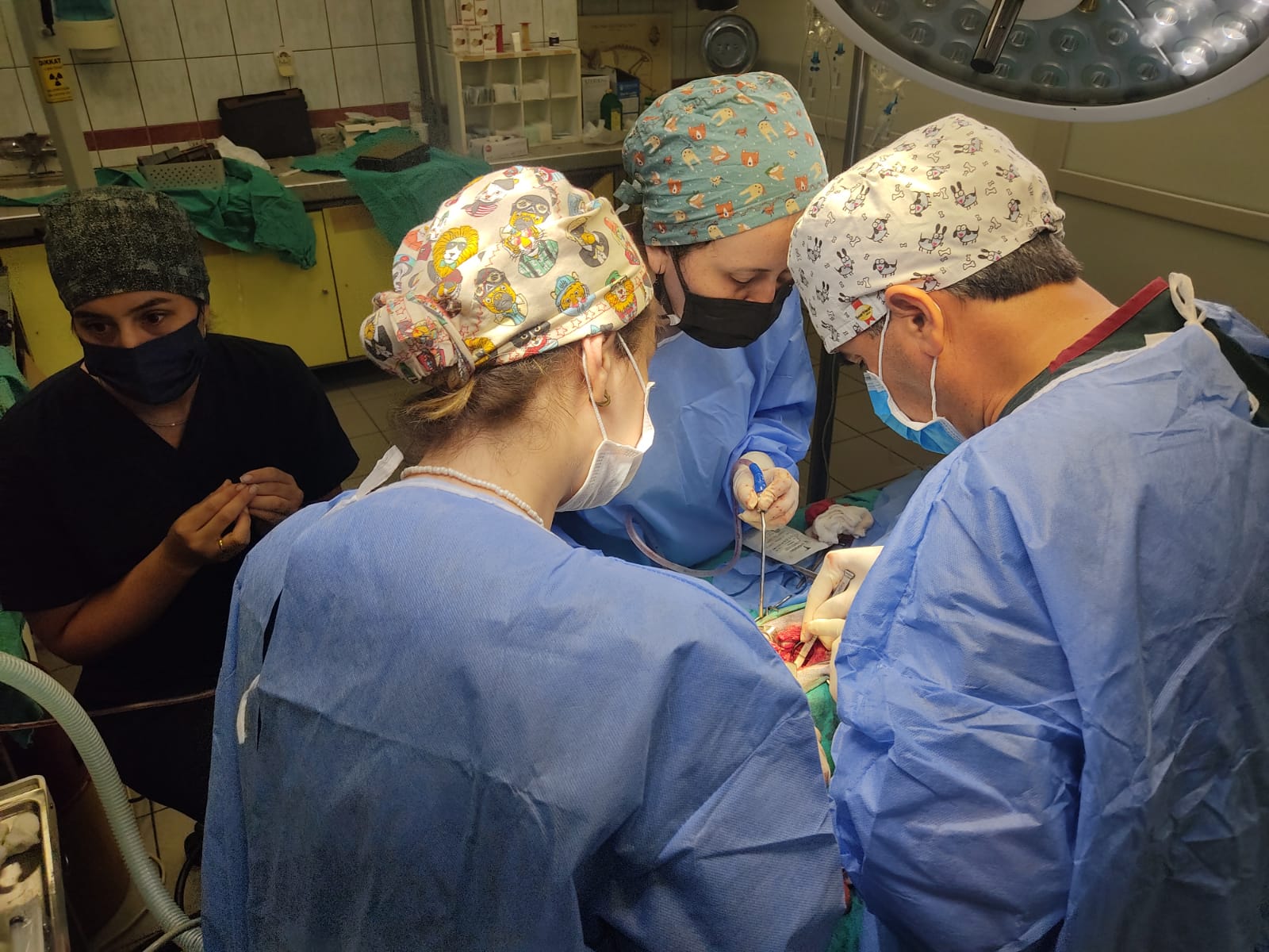 İSTANBUL ÜNİVERSİTESİ CERRAHPAŞA HAYVAN HASTANESİ İSTANBUL